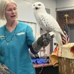 Snowy Owl