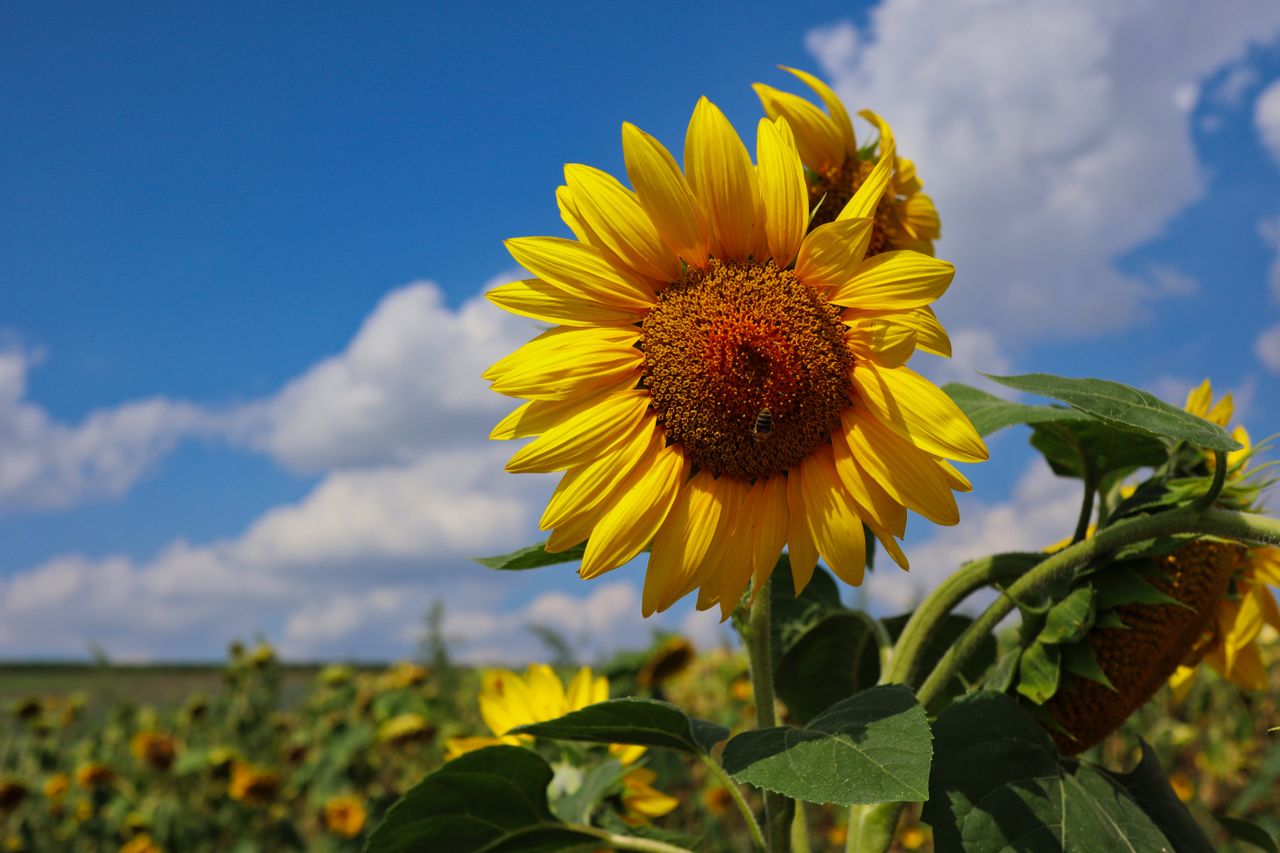 Bright sunflower blooming in a Czech field on a sunny day.